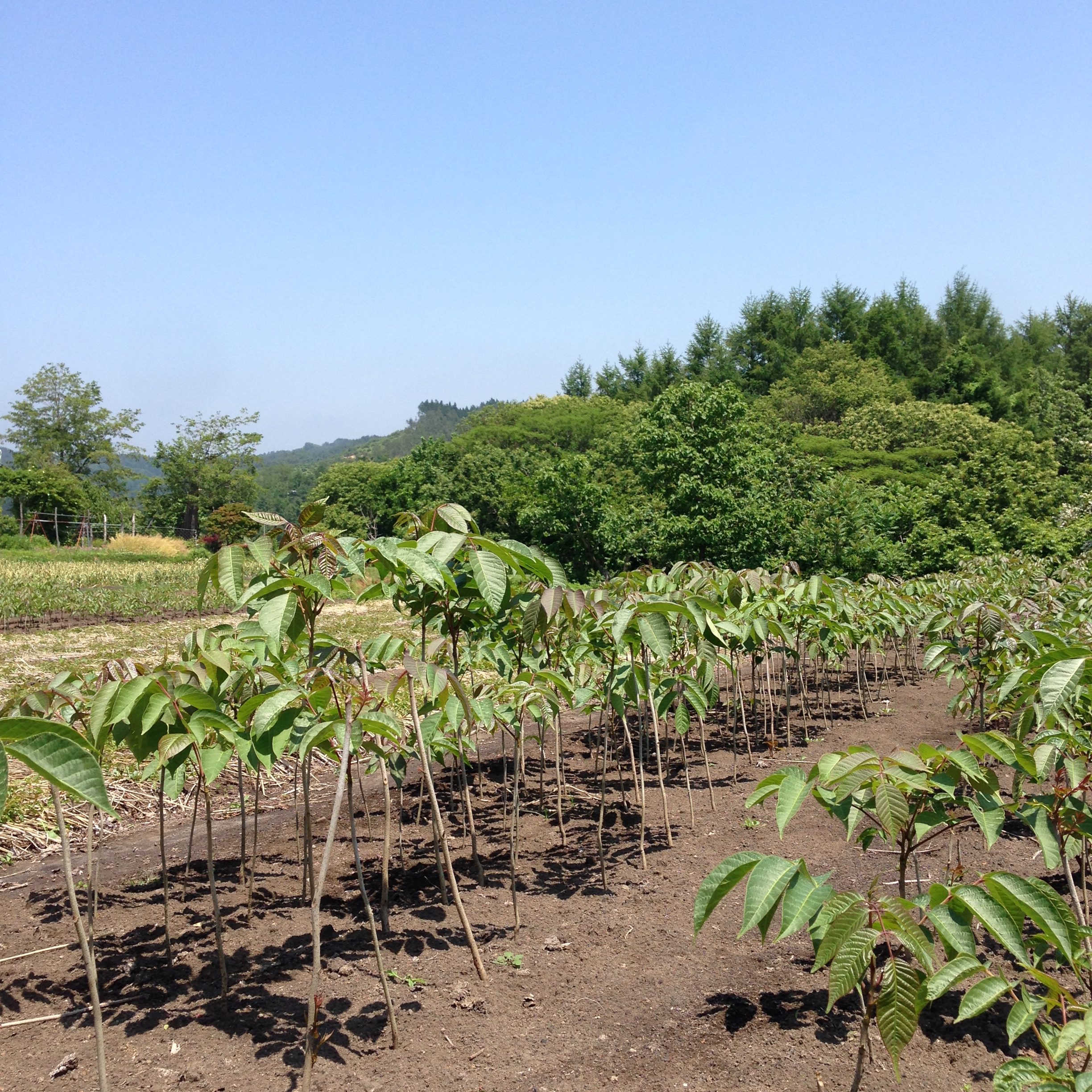 特定非営利活動法人漆文化遺産の写真
